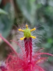 Columnea minor