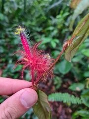Columnea minor