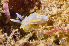 Diaphorodoris alba