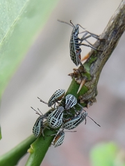 Cappaea taprobanensis