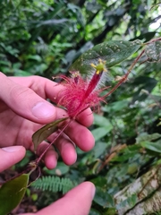 Columnea minor