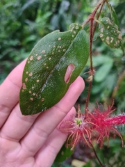 Columnea minor
