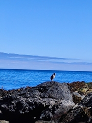 Nycticorax nycticorax