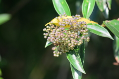 Miconia ligustroides