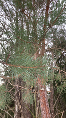 Pinus sylvestris