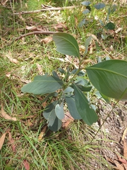 Acacia phlebophylla