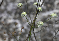 Perideridia californica