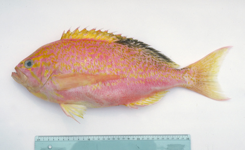 Longfin anthias (Caprodon longimanus) — Serranidae — 3