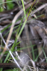 Perideridia californica