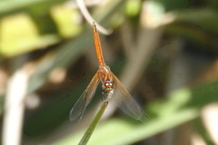 Trithemis pluvialis