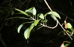Heteromorpha arborescens arborescens