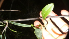 Heteromorpha arborescens arborescens