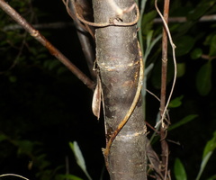 Heteromorpha arborescens arborescens