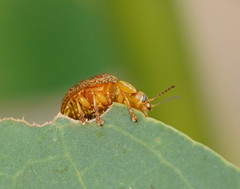 Paropsis obsoleta