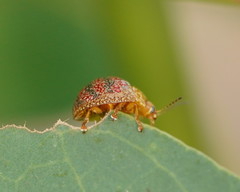 Paropsis obsoleta