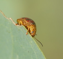 Paropsis obsoleta