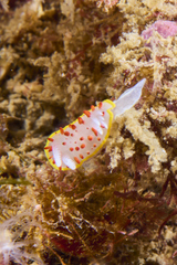 Diaphorodoris papillata