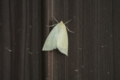 Descoreba simplex