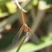 Trithemis pluvialis