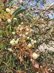 Acacia leptoloba