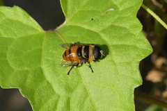 Phytomia argyrocephala