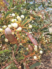 Acacia leptoloba