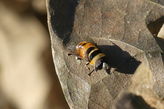 Phytomia argyrocephala