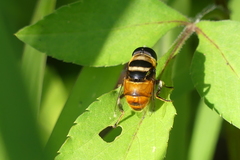 Phytomia argyrocephala