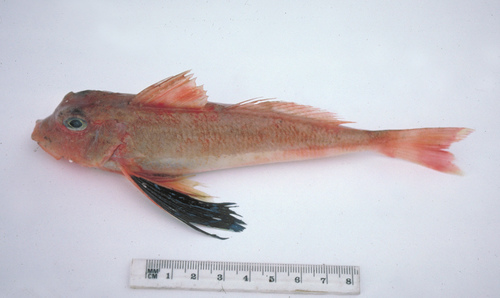 Argus-poon (Lepidotrigla argus) — Triglidae — 3