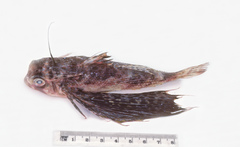 Rufous Flying Gurnard photo 1