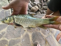 Labeobarbus marequensis