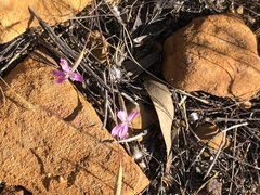 Dianthus bolusii