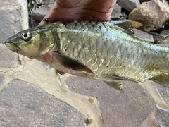 Labeobarbus marequensis