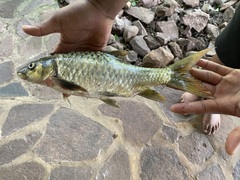 Labeobarbus marequensis