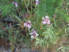 Erysimum linifolium