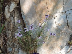 Erysimum linifolium
