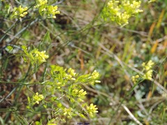 Biscutella valentina