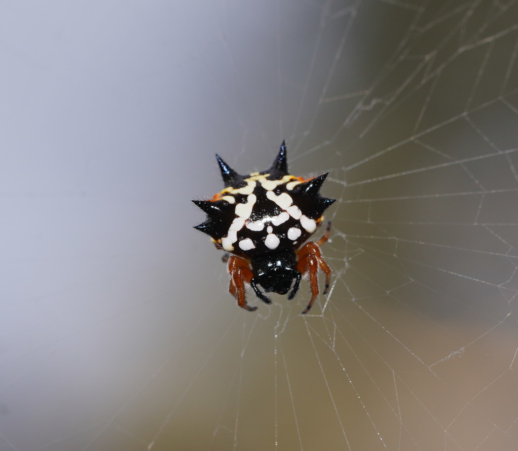 Christmas Jewel Spider From Reedy Creek, Beechworth Vic Au On January 