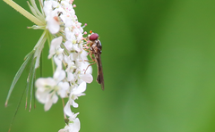 Chamaesphegina macra