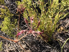 Pelargonium ellaphieae
