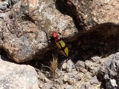 Tegrodera aloga