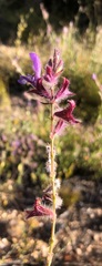 Salvia albicaulis