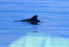 Cephalorhynchus eutropia