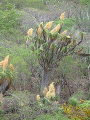 Beaucarnea recurvata