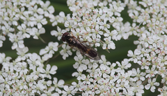 Chamaesphegina macra