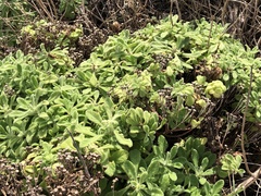 Cyanthillium maritimum