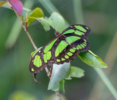 Philaethria wernickei