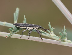 Rhinotia brunnea