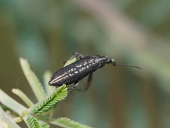 Rhinotia brunnea