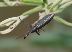 Rhinotia brunnea